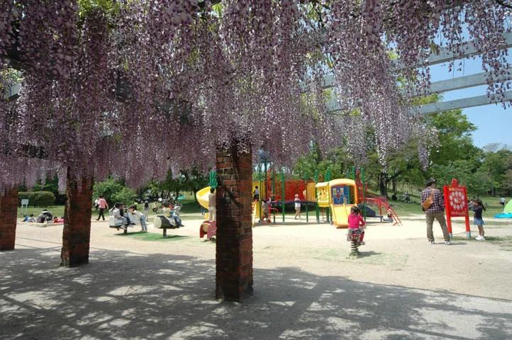 大浜公園 桜