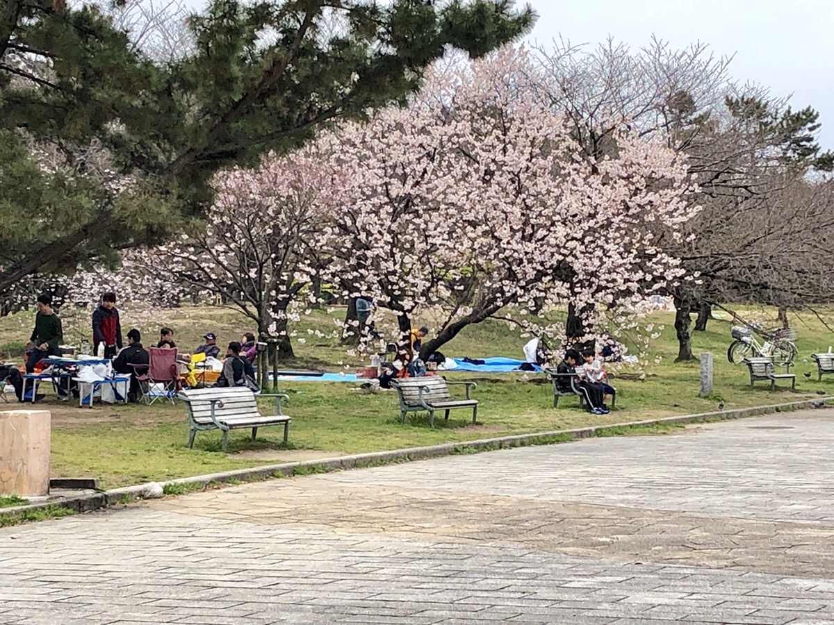浜寺公園 花見風景