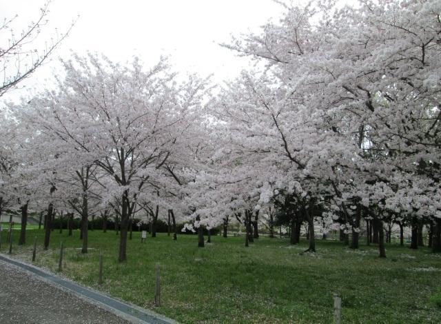深北緑地公園 桜