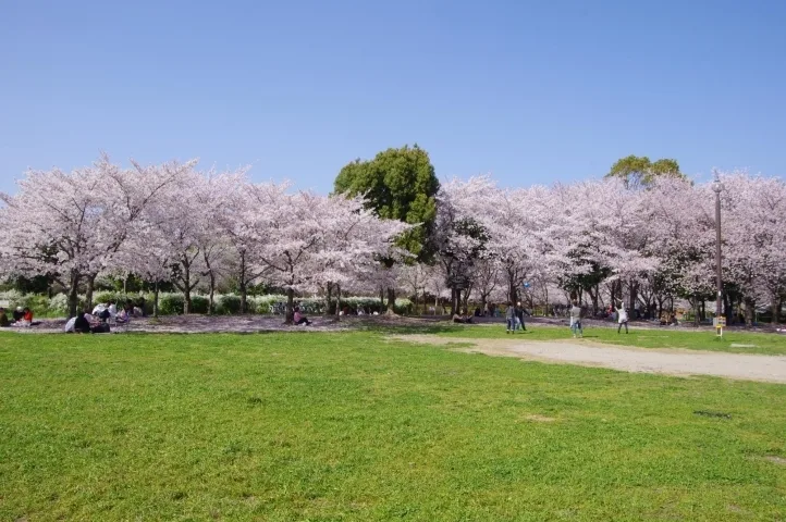 22年最新版 大阪でお花見バーベキューができるオススメ公園９選 手ぶらbbqならアップグリル