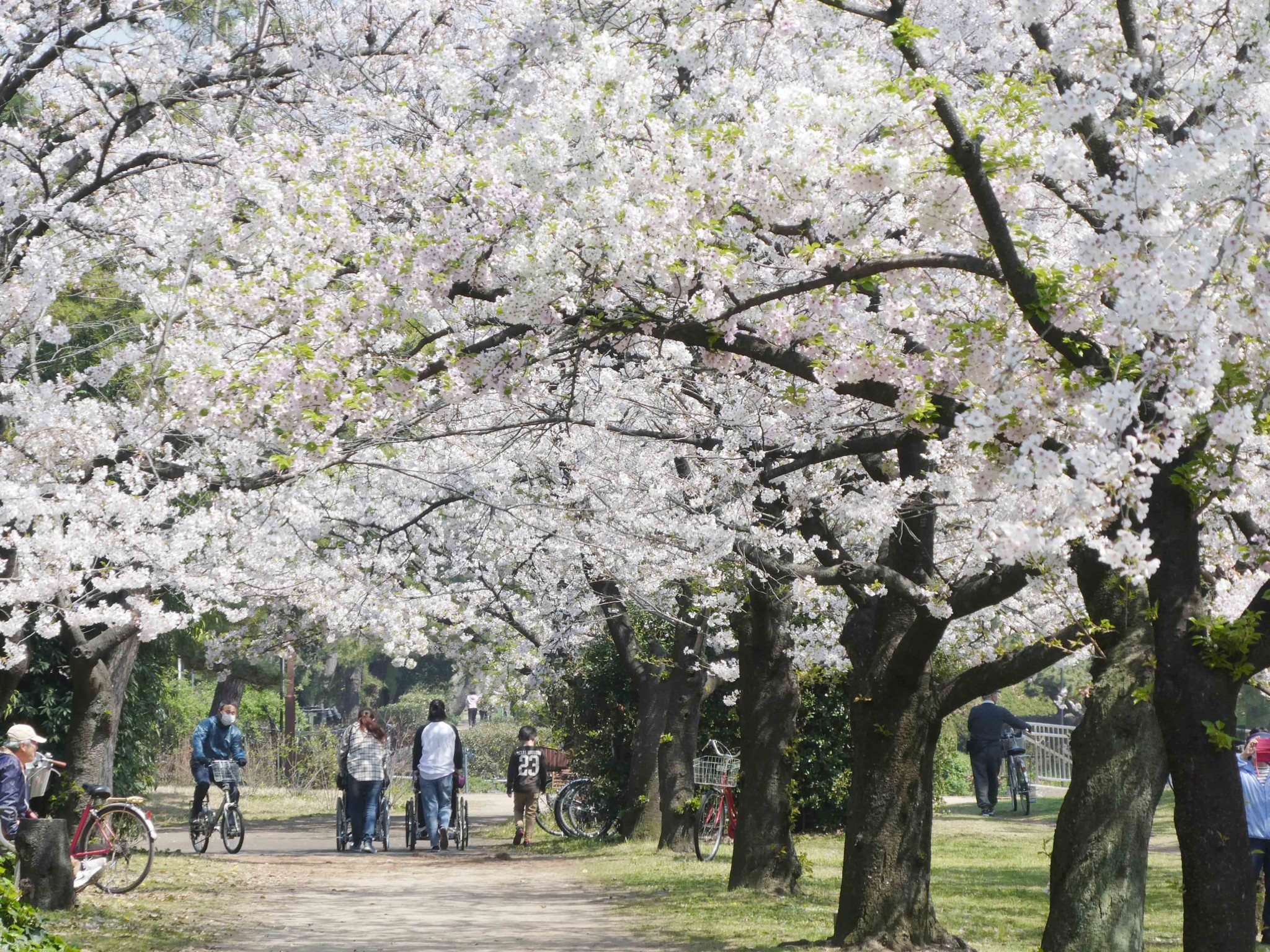 浜寺公園 桜のトンネル