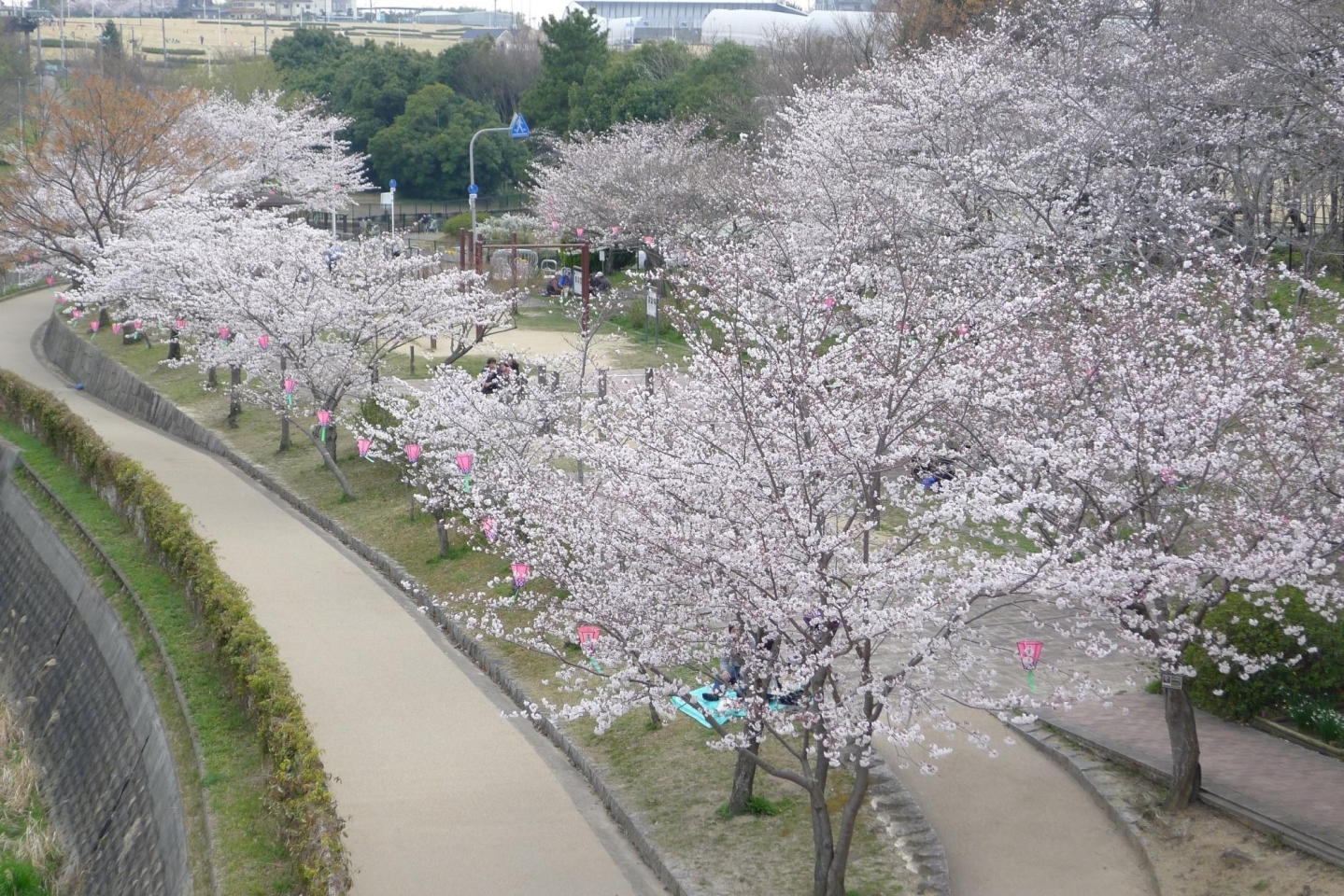 寝屋川公園　桜