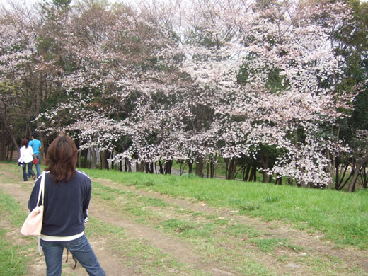 大泉緑地では複数のバーベキューエリアが設けられていますが、中でもオススメは「桜広場」春になると桜が咲き始めお花見をしながら、バーベキューを楽しむことができるエリアです。<br />
<br />
次のオススメは「石澄の丘・水洗エリア」<br />
BBQエリアの横に小川が流れるエリアで一面が緑に覆われており木陰もあるため、自然を感じながらBBQができます。また、アスレチックエリアやヒツジの広場が直ぐ近くにある為、子連れの家族から大人まで楽しめるエリアです。